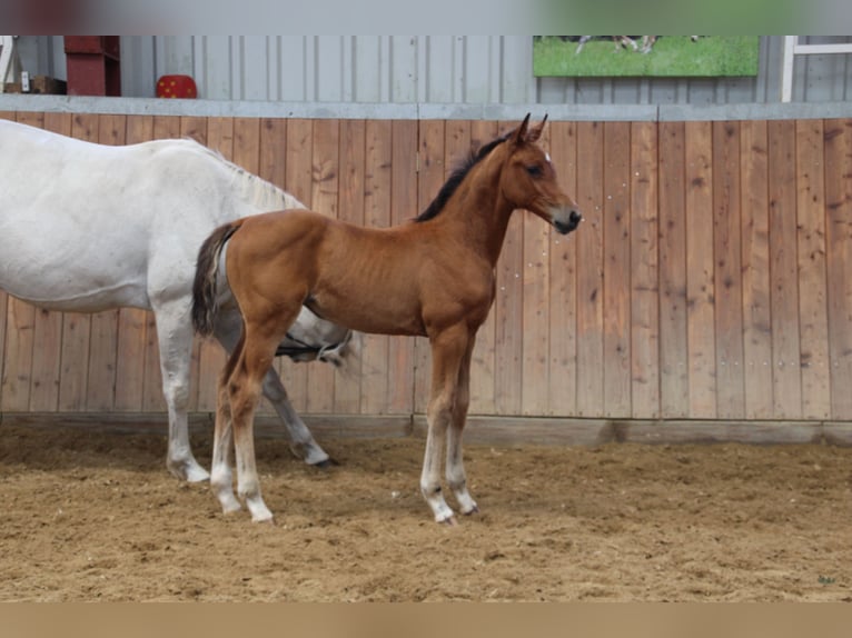 Holsteiner Merrie 1 Jaar in Langwedel