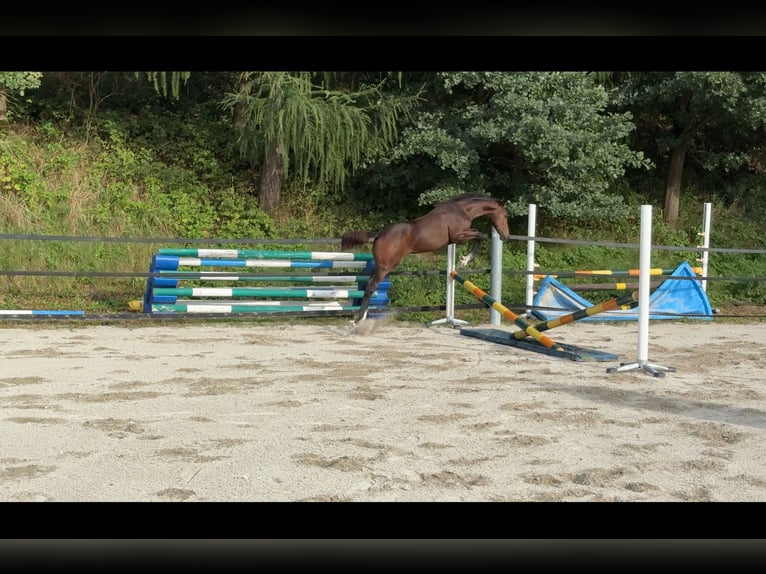Holsteiner Merrie 1 Jaar Zwartbruin in Moos