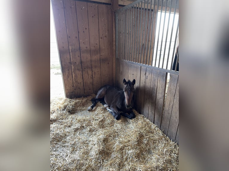 Holsteiner Merrie 1 Jaar Zwartbruin in Moos