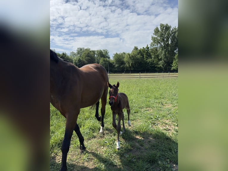 Holsteiner Merrie 1 Jaar Zwartbruin in Moos