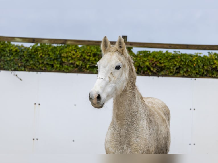 Holsteiner Merrie 20 Jaar 162 cm Schimmel in Waddinxveen