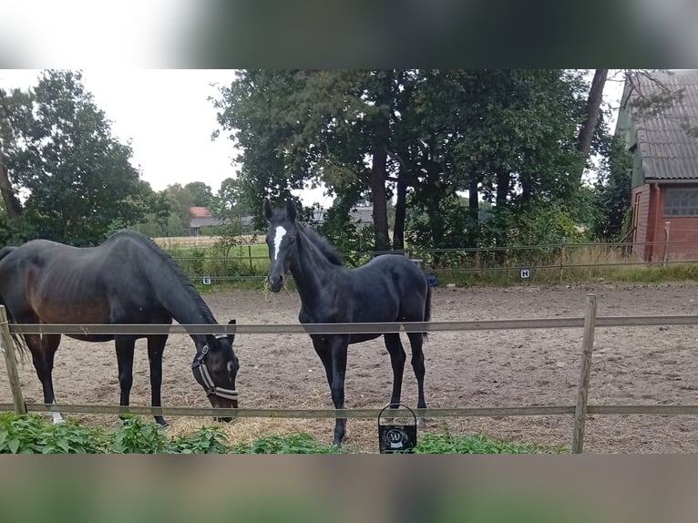 Holsteiner Merrie 20 Jaar 163 cm Bruin in Wanna
