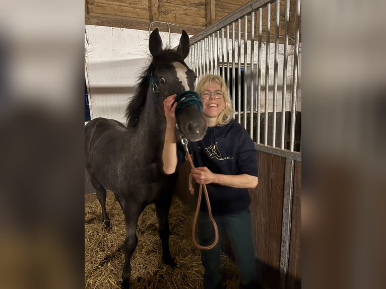 Holsteiner Merrie 20 Jaar 163 cm Bruin in Wanna