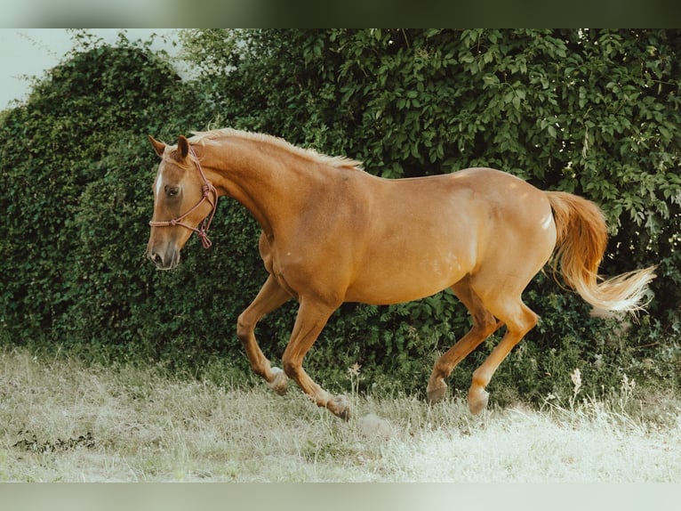 Holsteiner Merrie 20 Jaar 163 cm Vos in Riesa