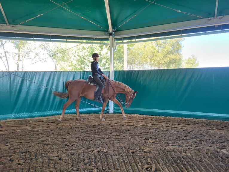 Holsteiner Merrie 20 Jaar 163 cm Vos in Riesa