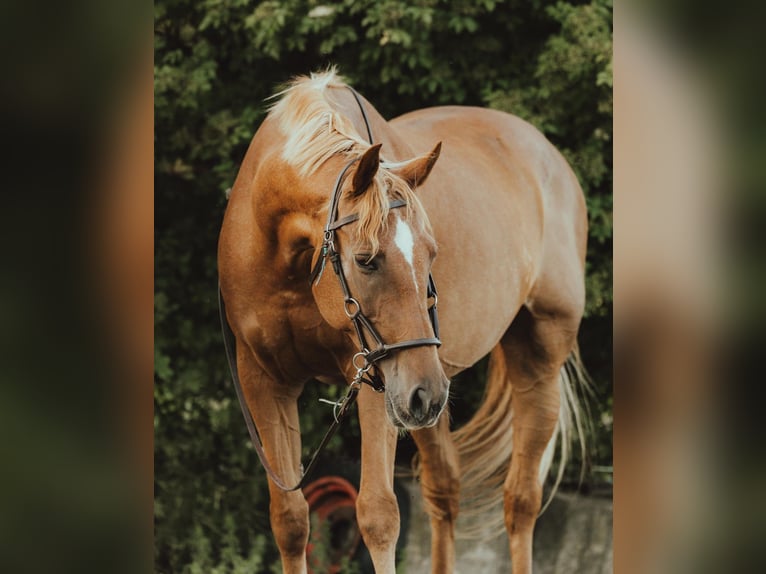 Holsteiner Merrie 20 Jaar 163 cm Vos in Riesa