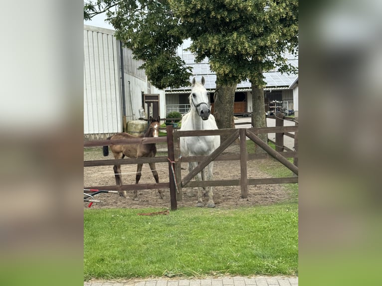 Holsteiner Merrie 20 Jaar 167 cm Blauwschimmel in Neufeld