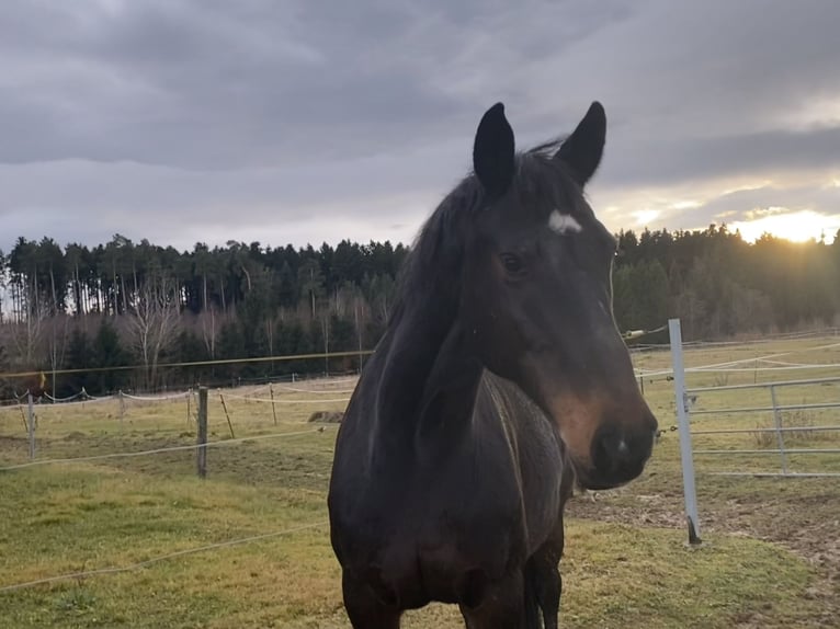 Holsteiner Merrie 20 Jaar 170 cm Donkerbruin in Dunningen