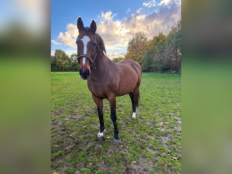 Holsteiner Merrie 21 Jaar 165 cm Bruin in Puls