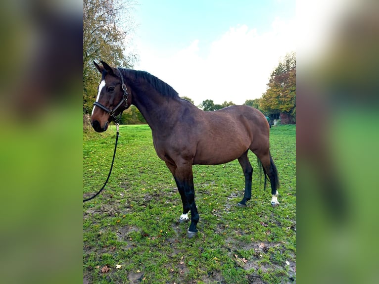 Holsteiner Merrie 21 Jaar 165 cm Bruin in Puls