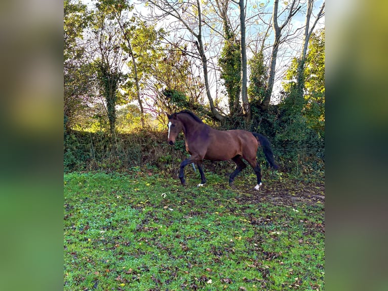 Holsteiner Merrie 21 Jaar 165 cm Bruin in Puls