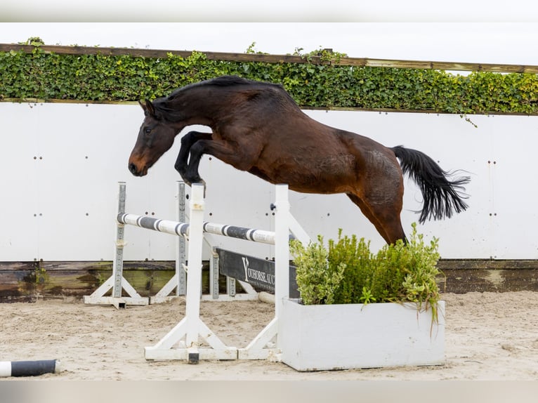 Holsteiner Merrie 21 Jaar 167 cm Bruin in Waddinxveen