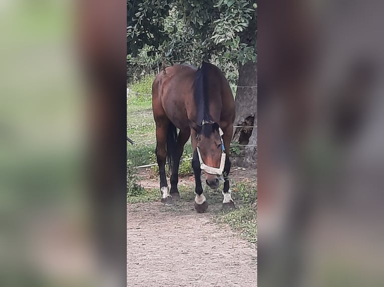 Holsteiner Merrie 21 Jaar 170 cm Bruin in Ostrau