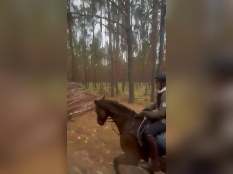Holsteiner Merrie 21 Jaar 170 cm Bruin in Ostrau
