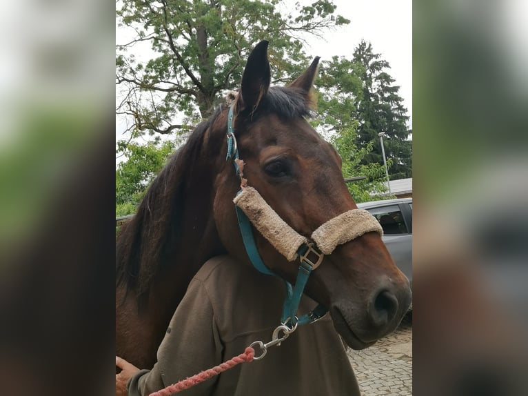 Holsteiner Merrie 21 Jaar 170 cm Bruin in Ostrau