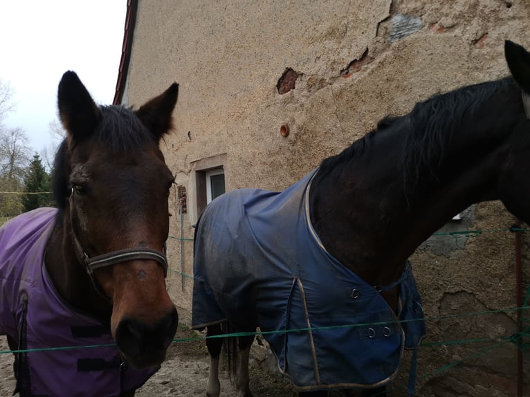 Holsteiner Merrie 21 Jaar 175 cm Bruin in Ostrau