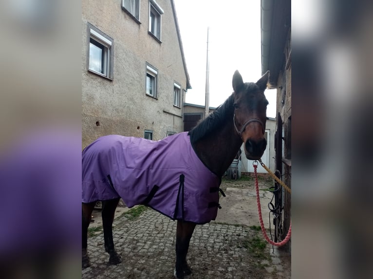 Holsteiner Merrie 21 Jaar 175 cm Bruin in Ostrau