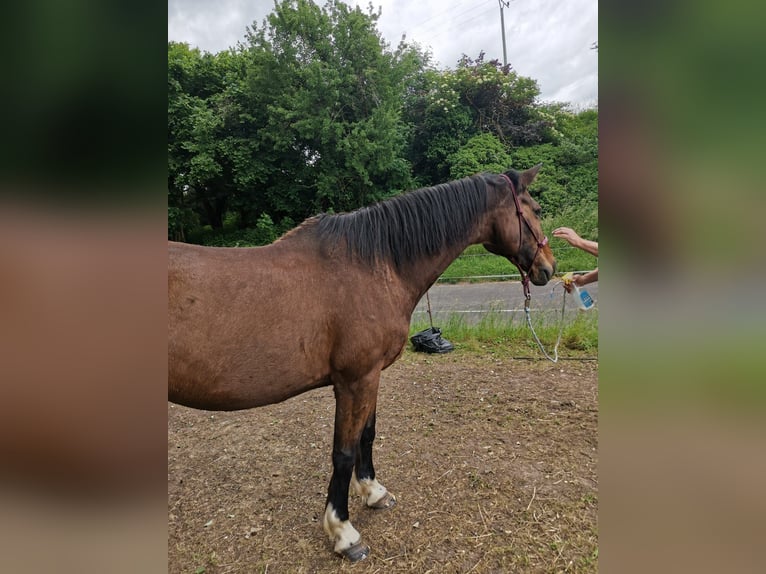 Holsteiner Merrie 21 Jaar 175 cm Bruin in Ostrau