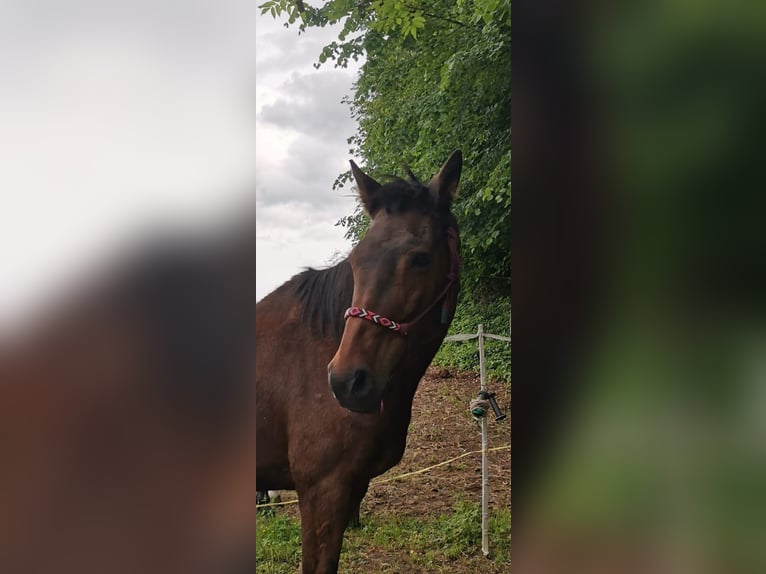 Holsteiner Merrie 21 Jaar 175 cm Bruin in Ostrau