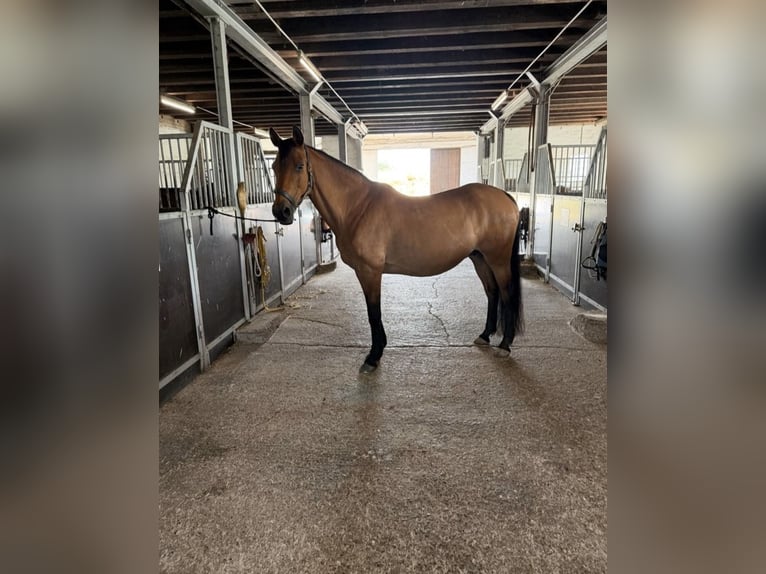 Holsteiner Merrie 22 Jaar 165 cm Bruin in NortheimNortheim