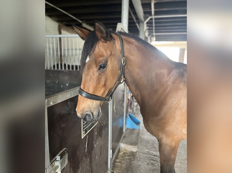 Holsteiner Merrie 22 Jaar 165 cm Bruin in NortheimNortheim