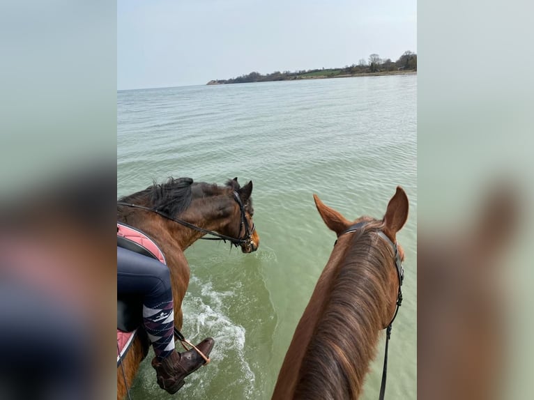 Holsteiner Merrie 22 Jaar 165 cm Bruin in Steinbergkirche