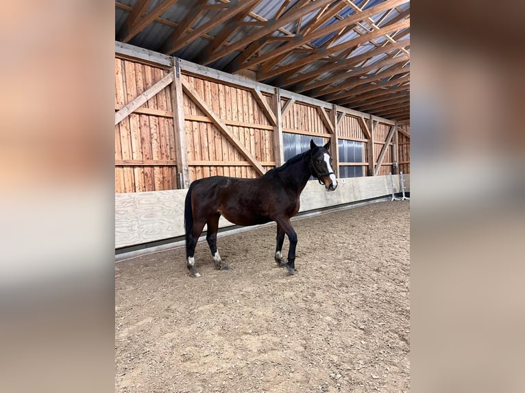 Holsteiner Merrie 22 Jaar 170 cm Bruin in Ravensberg