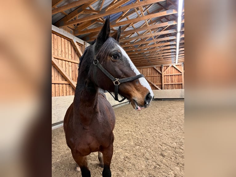 Holsteiner Merrie 22 Jaar 170 cm Bruin in Ravensberg
