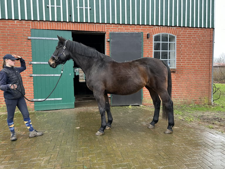 Holsteiner Merrie 22 Jaar 170 cm Donkerbruin in Lübeck