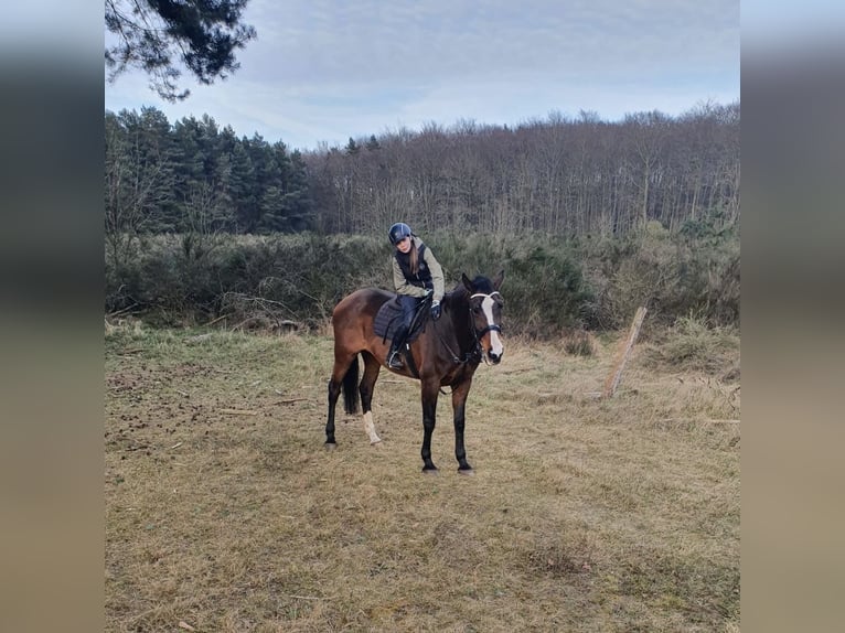 Holsteiner Merrie 23 Jaar 175 cm Bruin in B&#xF6;rzow