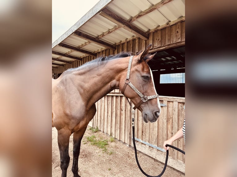 Holsteiner Merrie 23 Jaar 175 cm Bruin in B&#xF6;rzow