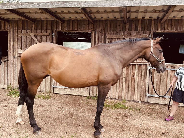 Holsteiner Merrie 23 Jaar 175 cm Bruin in B&#xF6;rzow