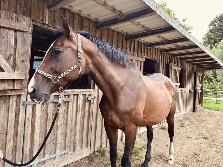 Holsteiner Merrie 23 Jaar 175 cm Bruin in Grevesm&#xFC;hlen