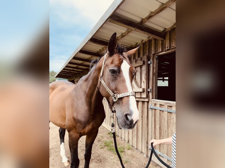 Holsteiner Merrie 23 Jaar 175 cm Bruin in Grevesm&#xFC;hlen
