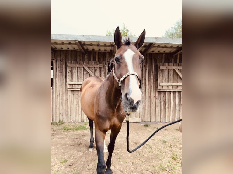 Holsteiner Merrie 23 Jaar 175 cm Bruin in Grevesm&#xFC;hlen