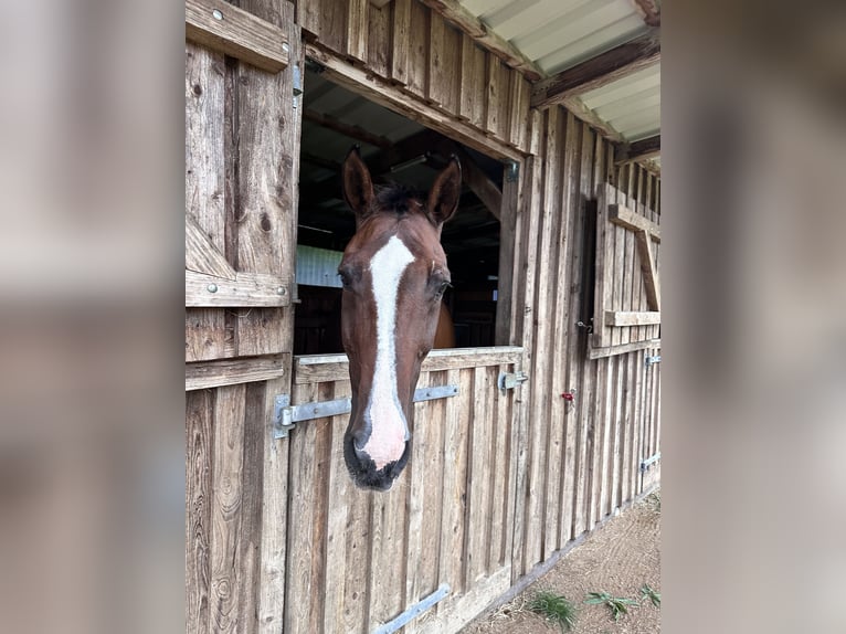 Holsteiner Merrie 23 Jaar 175 cm Bruin in Grevesm&#xFC;hlen