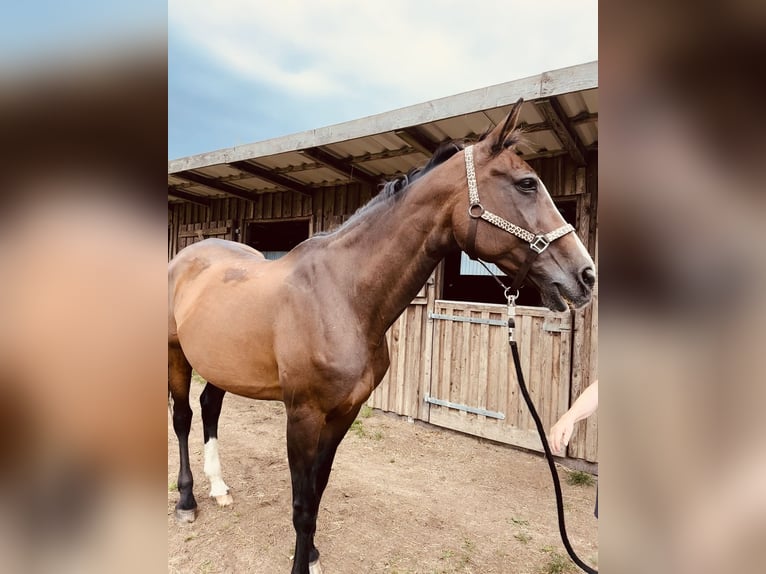 Holsteiner Merrie 23 Jaar 175 cm Bruin in Grevesm&#xFC;hlen