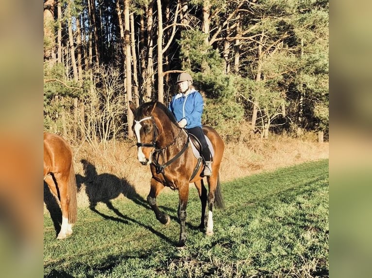 Holsteiner Merrie 23 Jaar 175 cm Bruin in Grevesm&#xFC;hlen