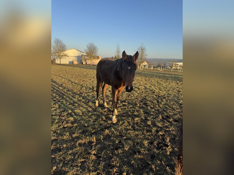 Holsteiner Merrie 2 Jaar 156 cm Bruin in Hahnstätten