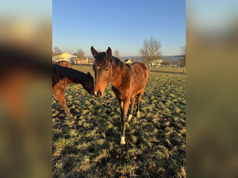 Holsteiner Merrie 2 Jaar 156 cm Bruin in Hahnstätten