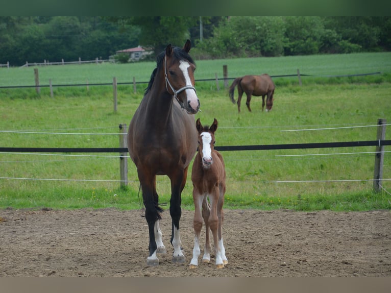 Holsteiner Merrie 2 Jaar 159 cm Bruin in Wildeshausen