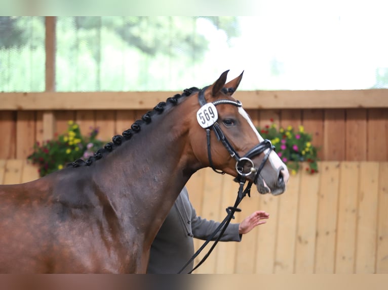 Holsteiner Merrie 2 Jaar 159 cm Bruin in Wildeshausen