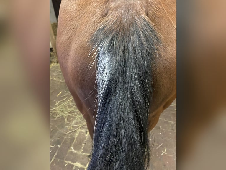 Holsteiner Merrie 2 Jaar 159 cm Bruin in Wildeshausen