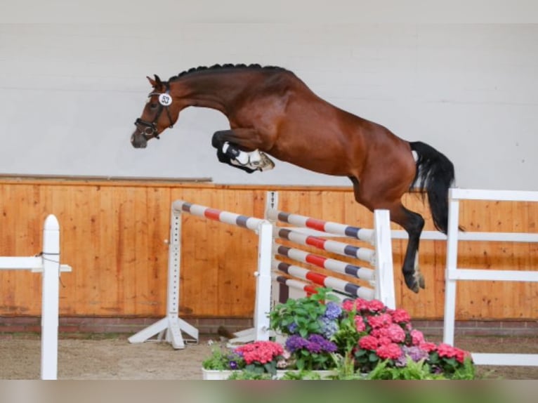 Holsteiner Merrie 2 Jaar 159 cm Bruin in Wildeshausen