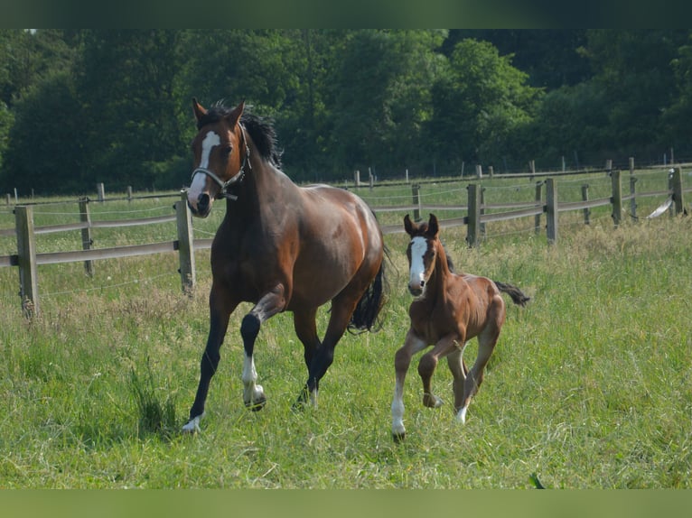 Holsteiner Merrie 2 Jaar 159 cm Bruin in Wildeshausen