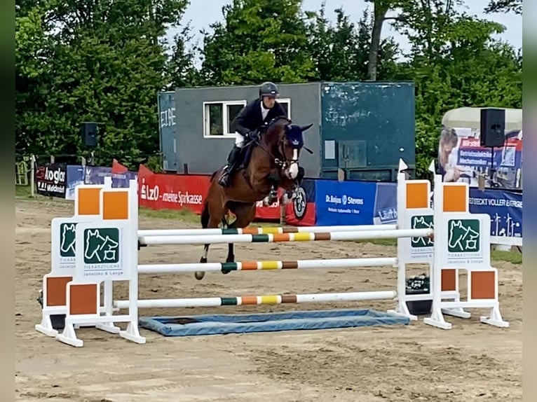 Holsteiner Merrie 2 Jaar 159 cm Bruin in Wildeshausen