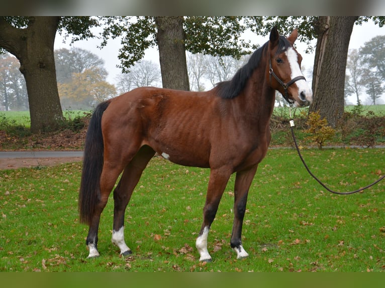 Holsteiner Merrie 2 Jaar 159 cm Bruin in Wildeshausen