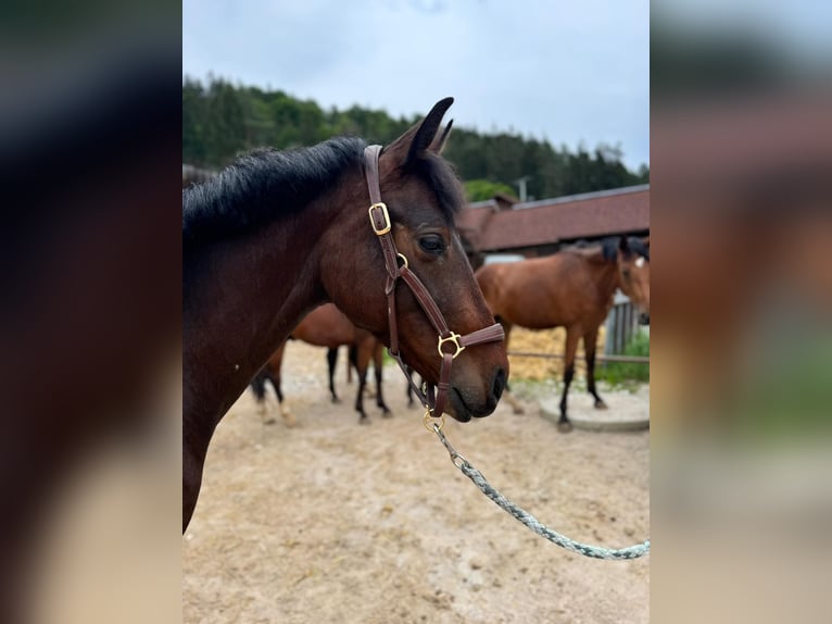 Holsteiner Merrie 2 Jaar 160 cm Donkerbruin in Dietfurt an der Altmühl