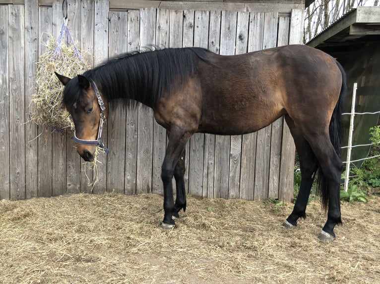 Holsteiner Merrie 2 Jaar 160 cm Donkerbruin in Todesfelde