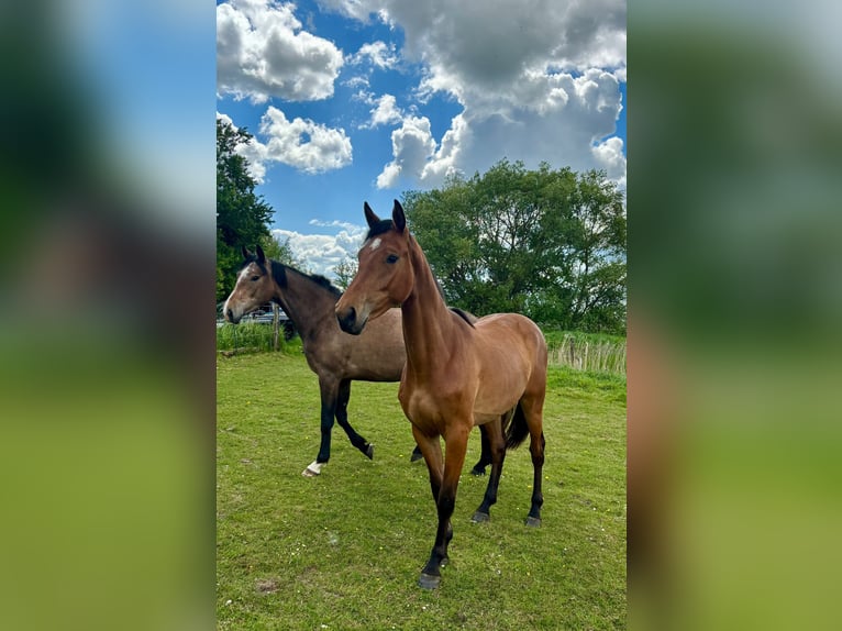 Holsteiner Merrie 2 Jaar 160 cm Lichtbruin in Mildstedt